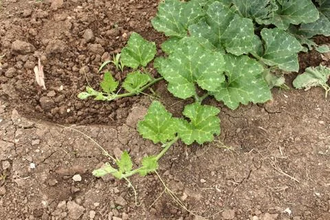 Pumpkin Top tree Stock Photos