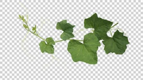 Pumpkin trailing vine plant stem with green leaves and tendrils Stock Photos
