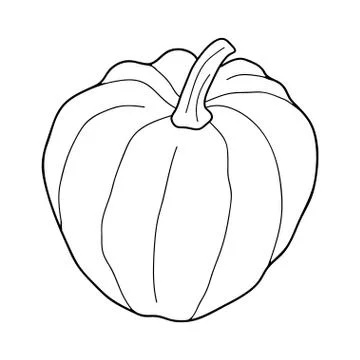 Pumpkin transparent vector illustration isolated on white background. Healthy 库存插图