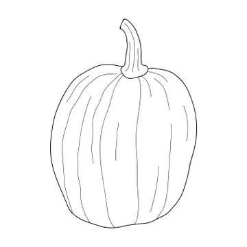 Pumpkin transparent vector illustration isolated on white background. Healthy 库存插图