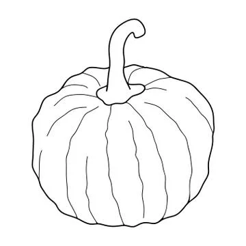 Pumpkin transparent vector illustration isolated on white background. Healthy 库存插图