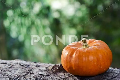 Pumpkin on a tree Stock Photos
