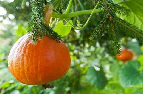 Pumpkin on the tree Foto stock