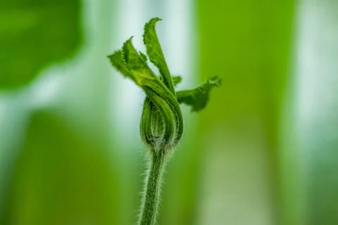Pumpkin tree is a plump, nutritious orange vegetables that carried minerals Stock Photos