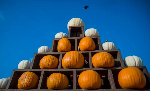 Pumpkin Triangle Stock Photos
