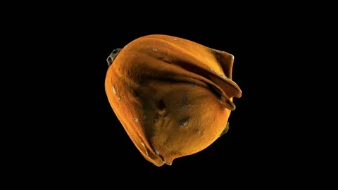 A pumpkin of an unusual shape rotates on a black background. Lighting allows you 動画素材 148251616