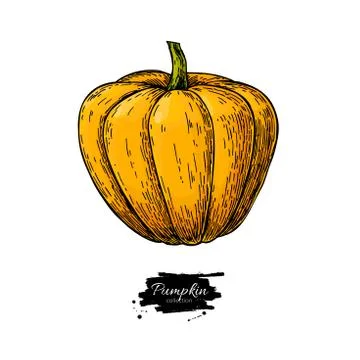 Pumpkin vector drawing. Isolated hand drawn object. Vegetable Stock Illustration