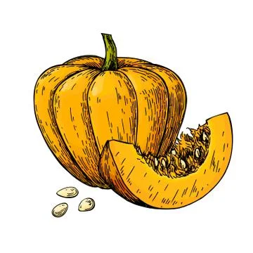 Pumpkin vector drawing. Isolated hand drawn object with sliced p Stock Illustration