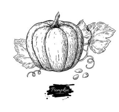 Pumpkin vector drawing set. Isolated hand drawn object with slic Stock Illustration