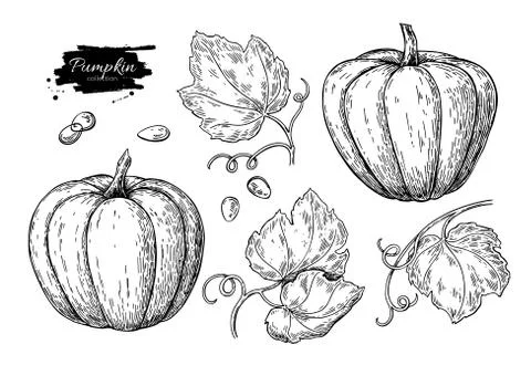 Pumpkin vector drawing set. Isolated hand drawn object with slic Stock Illustration