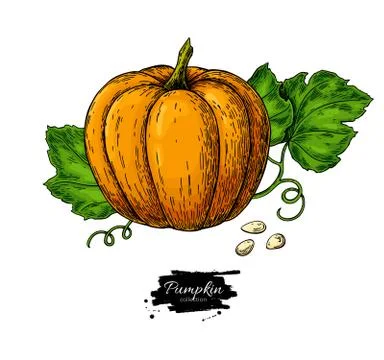 Pumpkin vector drawing set. Isolated hand drawn object with sliced piece and Stock Illustration