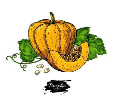 Pumpkin vector drawing set. Isolated hand drawn object with sliced piece and Stock Illustration