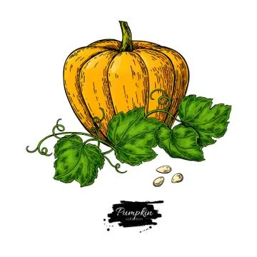 Pumpkin vector drawing set. Isolated hand drawn object with sliced piece and Stock Illustration