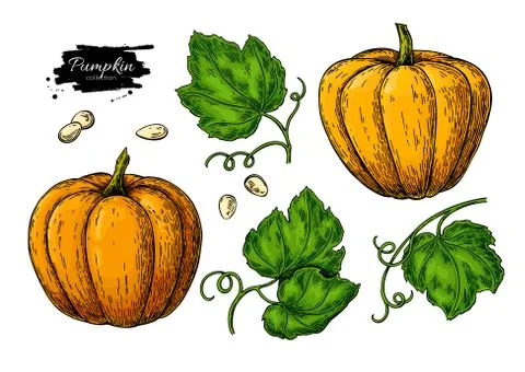 Pumpkin vector drawing set. Isolated hand drawn object with sliced piece and Stock Illustration