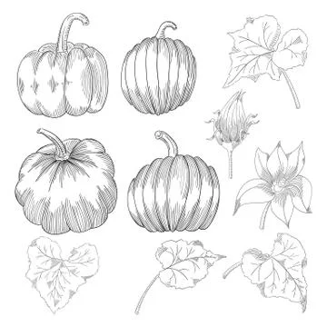 Pumpkin vector drawing set. Isolated hand drawn object with sliced and leaves. Stock Illustration