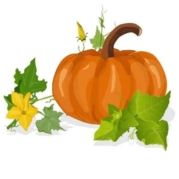 Pumpkin vector illustration Stock Illustration