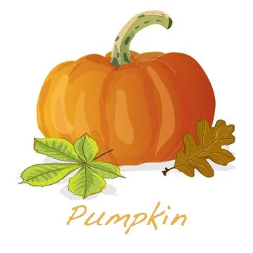 Pumpkin vector illustration Stockillustratie