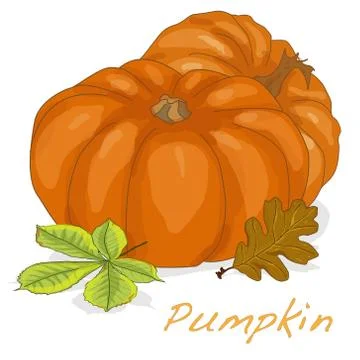 Pumpkin vector illustration Stock Illustration