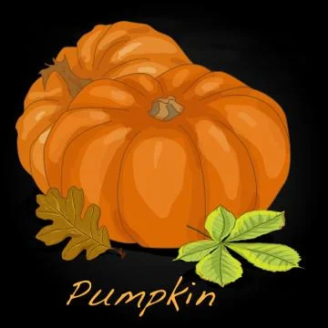 Pumpkin vector illustration Stock Illustration