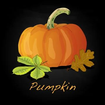 Pumpkin vector illustration 스톡 일러스트