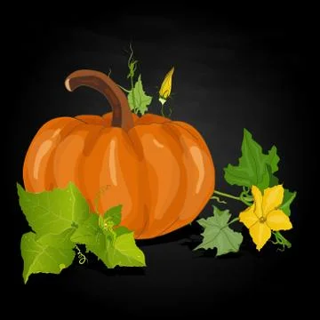Pumpkin vector illustration Stock Illustration