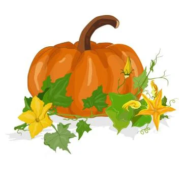Pumpkin vector illustration Stock Illustration