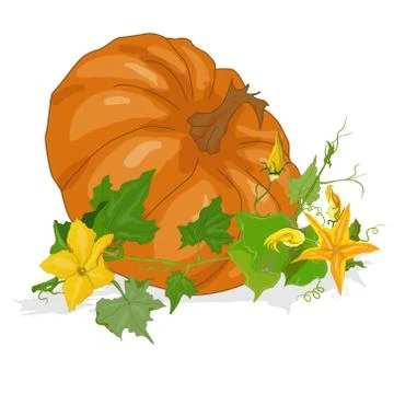 Pumpkin vector illustration Stock Illustration