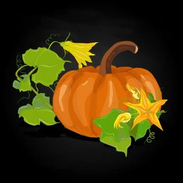 Pumpkin vector illustration Stock Illustration