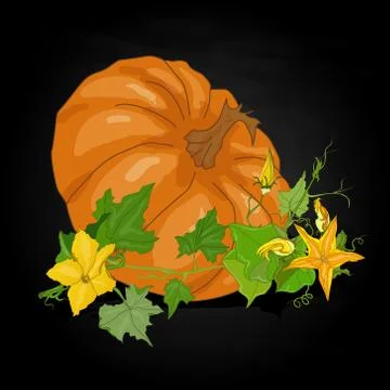 Pumpkin vector illustration Stock Illustration