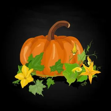 Pumpkin vector illustration Stock Illustration