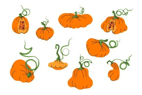 Pumpkin Vector Set Autumn Harvest Collection Stock Illustration