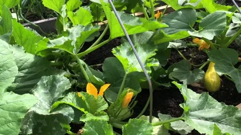 Pumpkin vegetable garden Stock Footage 246382750