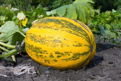 Pumpkin on vegetable garden Stock Photos