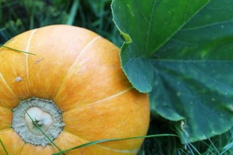 Pumpkin in the vegetable garden Stock Photos