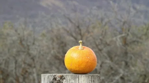 Pumpkin vegetable Halloween explodes rifle slow HD 0320 Vídeos de archivo 12724988