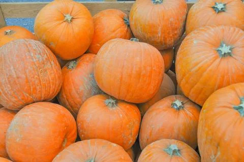 Pumpkin vegetable Stock Photos