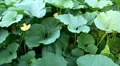 Pumpkin, Vegetables BIO Farm, Ecological Farmer, Organic Horticulture HD Footage