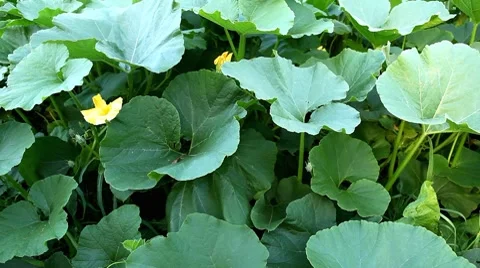 Pumpkin, Vegetables BIO Farm, Ecological Farmer, Organic Horticulture Stock Footage 8522112