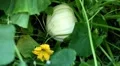 Pumpkin, Vegetables BIO Farm, Ecological Farmer, Organic Horticulture HD Footage