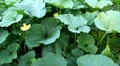 Pumpkin, Vegetables BIO Farm, Ecological Farmer, Organic Horticulture HD Footage