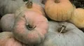 Pumpkin, Vegetables BIO Farm, Ecological Farmer, Organic Horticulture HD Footage