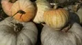 Pumpkin, Vegetables BIO Farm, Ecological Farmer, Organic Horticulture HD Footage