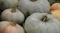 Pumpkin, Vegetables BIO Farm, Ecological Farmer, Organic Horticulture HD Footage