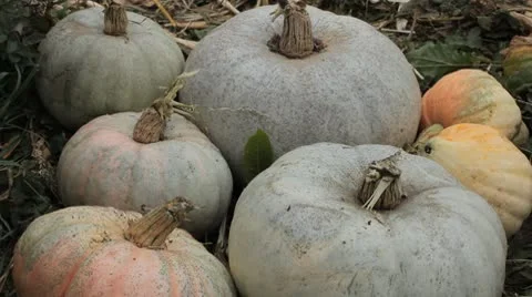 Pumpkin, Vegetables BIO Farm, Ecological Farmer, Organic Horticulture Stock Footage 8931444