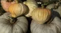 Pumpkin, Vegetables BIO Farm, Ecological Farmer, Organic Horticulture HD Footage