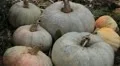 Pumpkin, Vegetables BIO Farm, Ecological Farmer, Organic Horticulture HD Footage