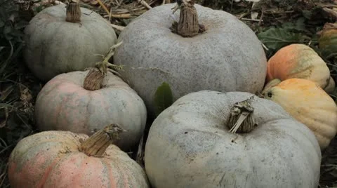 Pumpkin, Vegetables BIO Farm, Ecological Farmer, Organic Horticulture Stock Footage 8931601