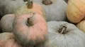 Pumpkin, Vegetables BIO Farm, Ecological Farmer, Organic Horticulture HD Footage