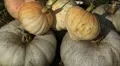Pumpkin, Vegetables BIO Farm, Ecological Farmer, Organic Horticulture HD Footage