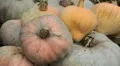 Pumpkin, Vegetables BIO Farm, Ecological Farmer, Organic Horticulture HD Footage